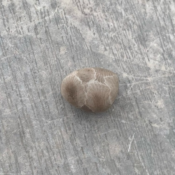 Petoskey stone - Picture 3 of 8